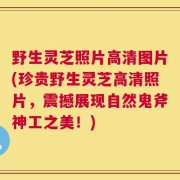 野生灵芝照片高清图片(珍贵野生灵芝高清照片，震撼展现自然鬼斧神工之美！)