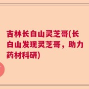 吉林长白山灵芝哥(长白山发现灵芝哥，助力药材科研)