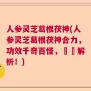 人参灵芝葛根茯神(人参灵芝葛根茯神合力，功效千奇百怪，詳盡解析！)