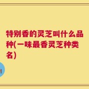 特别香的灵芝叫什么品种(一味最香灵芝种类名)