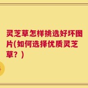 灵芝草怎样挑选好坏图片(如何选择优质灵芝草？)