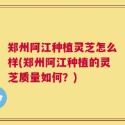 郑州阿江种植灵芝怎么样(郑州阿江种植的灵芝质量如何？)