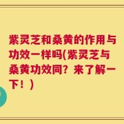紫灵芝和桑黄的作用与功效一样吗(紫灵芝与桑黄功效同？来了解一下！)