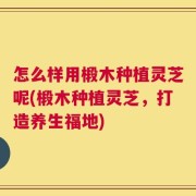 怎么样用椴木种植灵芝呢(椴木种植灵芝，打造养生福地)
