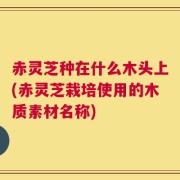 赤灵芝种在什么木头上(赤灵芝栽培使用的木质素材名称)