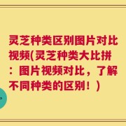 灵芝种类区别图片对比视频(灵芝种类大比拼：图片视频对比，了解不同种类的区别！)