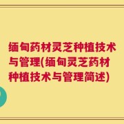 缅甸药材灵芝种植技术与管理(缅甸灵芝药材种植技术与管理简述)