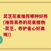 灵芝花束推荐哪种好养(推荐易养的花束植物-灵芝，养护省心好美观!)
