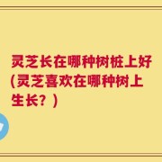 灵芝长在哪种树桩上好(灵芝喜欢在哪种树上生长？)
