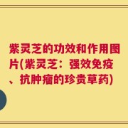 紫灵芝的功效和作用图片(紫灵芝：强效免疫、抗肿瘤的珍贵草药)