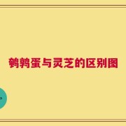 鹌鹑蛋与灵芝的区别图