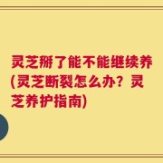 灵芝掰了能不能继续养(灵芝断裂怎么办？灵芝养护指南)