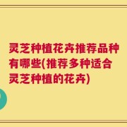 灵芝种植花卉推荐品种有哪些(推荐多种适合灵芝种植的花卉)