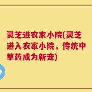 灵芝进农家小院(灵芝进入农家小院，传统中草药成为新宠)