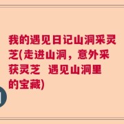 我的遇见日记山洞采灵芝(走进山洞，意外采获灵芝  遇见山洞里的宝藏)