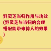 野灵芝当归作用与功效(野灵芝与当归的合理搭配能带来惊人的效果)