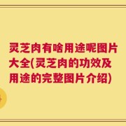灵芝肉有啥用途呢图片大全(灵芝肉的功效及用途的完整图片介绍)