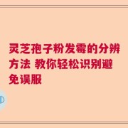灵芝孢子粉发霉的分辨方法 教你轻松识别避免误服