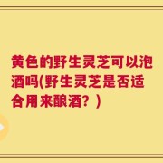 黄色的野生灵芝可以泡酒吗(野生灵芝是否适合用来酿酒？)