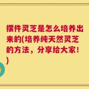 摆件灵芝是怎么培养出来的(培养纯天然灵芝的方法，分享给大家！)