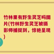 竹林里有野生灵芝吗图片(竹林野生灵芝被摄影师捕捉到，惊艳呈现)