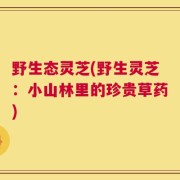 野生态灵芝(野生灵芝：小山林里的珍贵草药)