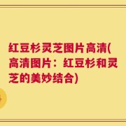 红豆杉灵芝图片高清(高清图片：红豆杉和灵芝的美妙结合)