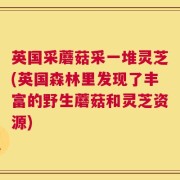英国采蘑菇采一堆灵芝(英国森林里发现了丰富的野生蘑菇和灵芝资源)