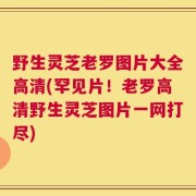 野生灵芝老罗图片大全高清(罕见片！老罗高清野生灵芝图片一网打尽)