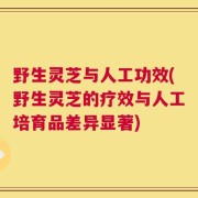 野生灵芝与人工功效(野生灵芝的疗效与人工培育品差异显著)