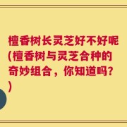 檀香树长灵芝好不好呢(檀香树与灵芝合种的奇妙组合，你知道吗？)