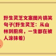 野生灵芝文案图片搞笑句子(野生灵芝：从山林到厨房，一生都在被人涂抹着)