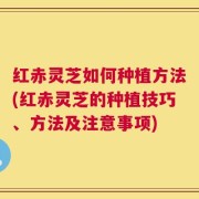 红赤灵芝如何种植方法(红赤灵芝的种植技巧、方法及注意事项)