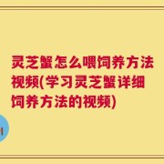 灵芝蟹怎么喂饲养方法视频(学习灵芝蟹详细饲养方法的视频)