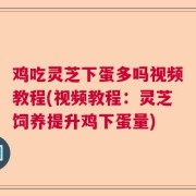 鸡吃灵芝下蛋多吗视频教程(视频教程：灵芝饲养提升鸡下蛋量)