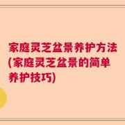 家庭灵芝盆景养护方法(家庭灵芝盆景的简单养护技巧)