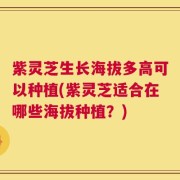 紫灵芝生长海拔多高可以种植(紫灵芝适合在哪些海拔种植？)