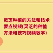 灵芝种植的方法和技术要点视频(灵芝的种植方法和技巧视频教学)