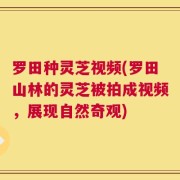 罗田种灵芝视频(罗田山林的灵芝被拍成视频，展现自然奇观)