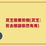 灵芝需要剪根(灵芝：剪去根部依然有用)