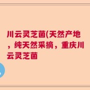 川云灵芝菌(天然产地，纯天然采摘，重庆川云灵芝菌