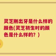 灵芝刚出牙是什么样的颜色(灵芝初生时的颜色是什么样的？)