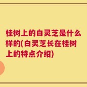 桂树上的白灵芝是什么样的(白灵芝长在桂树上的特点介绍)