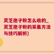 灵芝孢子粉怎么收的_灵芝孢子粉的采集方法与技巧解析)