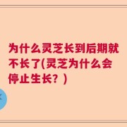 为什么灵芝长到后期就不长了(灵芝为什么会停止生长？)