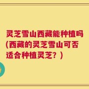 灵芝雪山西藏能种植吗(西藏的灵芝雪山可否适合种植灵芝？)