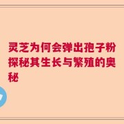 灵芝为何会弹出孢子粉探秘其生长与繁殖的奥秘