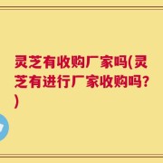 灵芝有收购厂家吗(灵芝有进行厂家收购吗？)