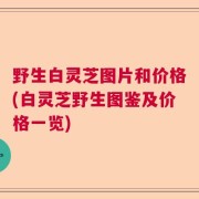 野生白灵芝图片和价格(白灵芝野生图鉴及价格一览)