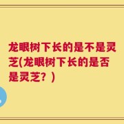 龙眼树下长的是不是灵芝(龙眼树下长的是否是灵芝？)